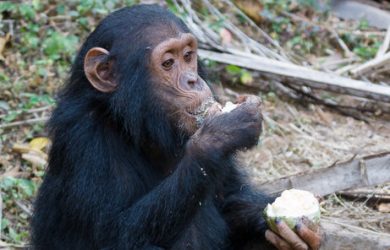 Chimps select the right tool for the job at hand