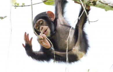 Tool use is ‘innate’ in chimpanzees, but not bonobos