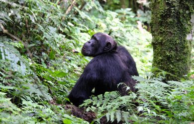 Chimpanzee cultures