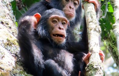 Study shows sex bias in how chimps prepare for tool use