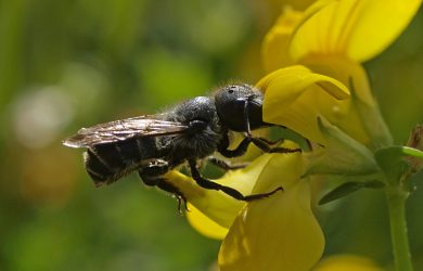 Links between low quality pollen and bee survival