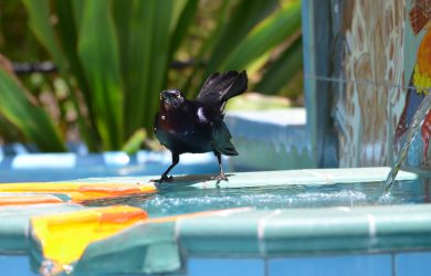 How grackles have adapted to survive