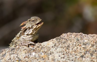 Important role for citizen science