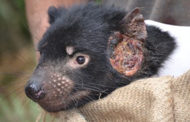 Human drugs could treat transmissible cancers in Tasmanian devils