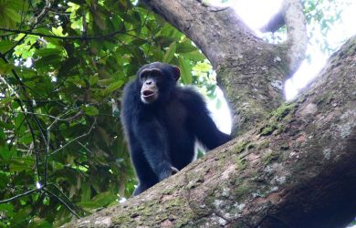 First evidence of crab fishing by chimpanzees