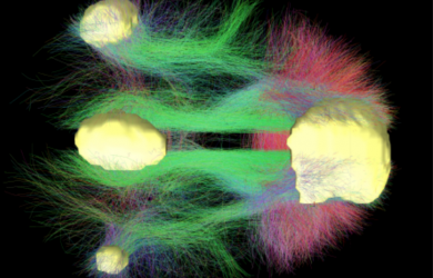 New research sheds light on the mechanisms of consciousness in the human brain