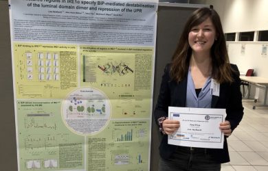 Understanding how proteins fold