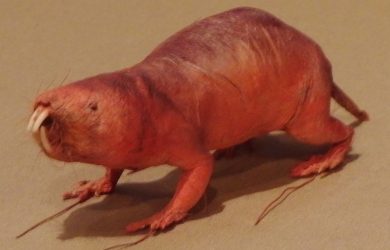 Secrets of naked mole-rats’ cancer resistance uncovered