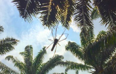 Oil palm replanting may decrease invertebrate biodiversity