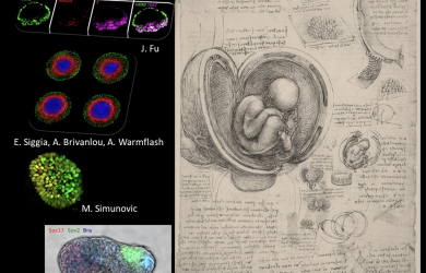 Review highlights advances in study of early human development